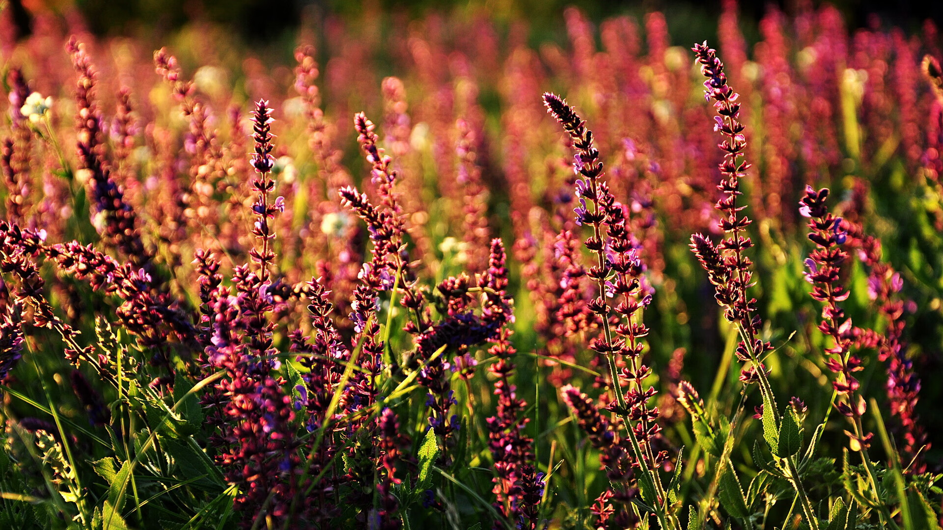 正版开云体育娱乐app-哈特福德竞技签下前AC米兰球员，哈特福德竞技vs皇家君主