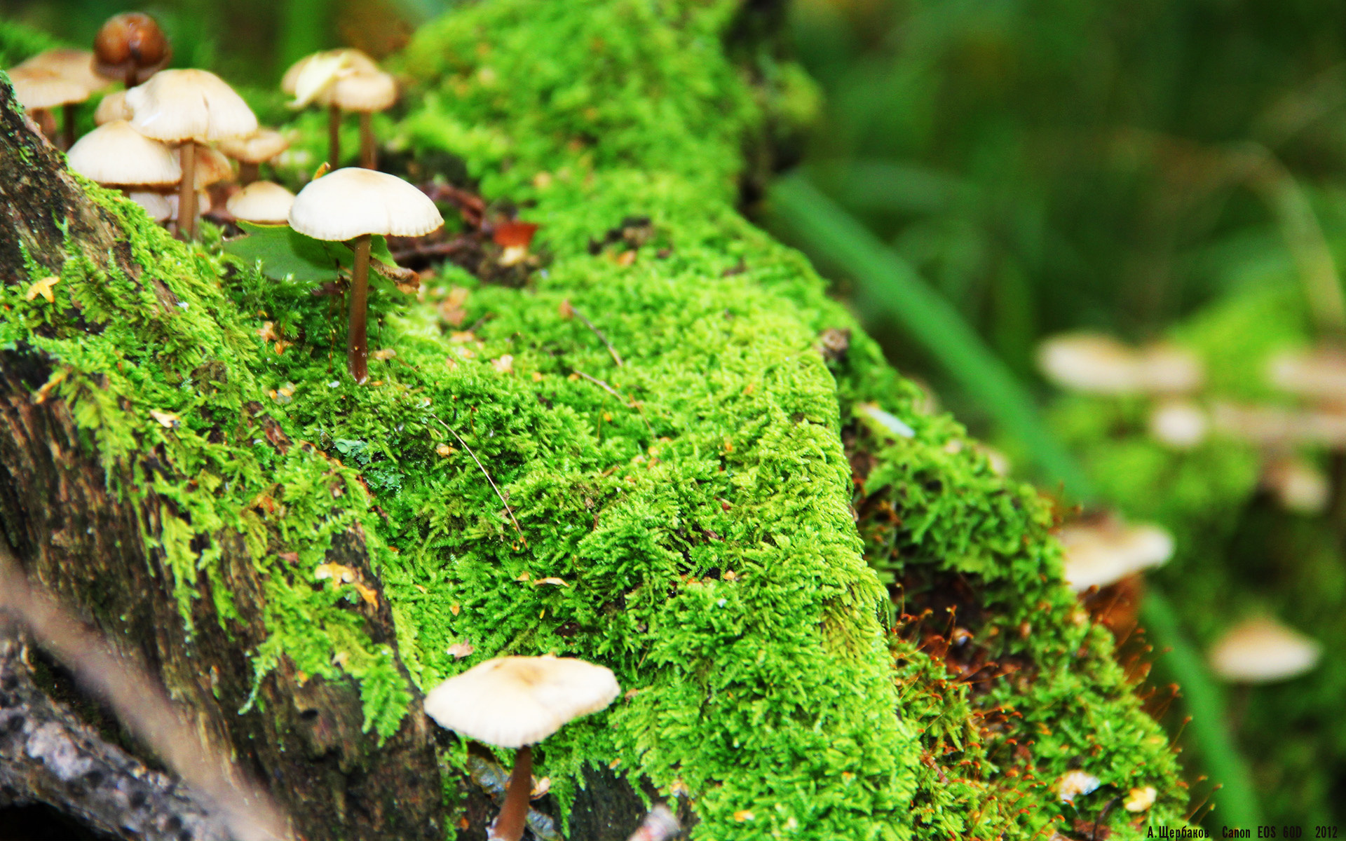 瑞士成功晋级欧预赛淘汰赛——实力获得认可,瑞士欧洲杯预赛成绩